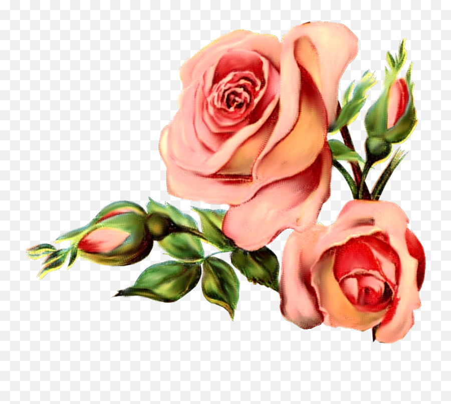 Vintage Rose Border Png U0026 Free Vintage Rose Borderpng - Vintage Flower Graphic Emoji,Rose Border Png