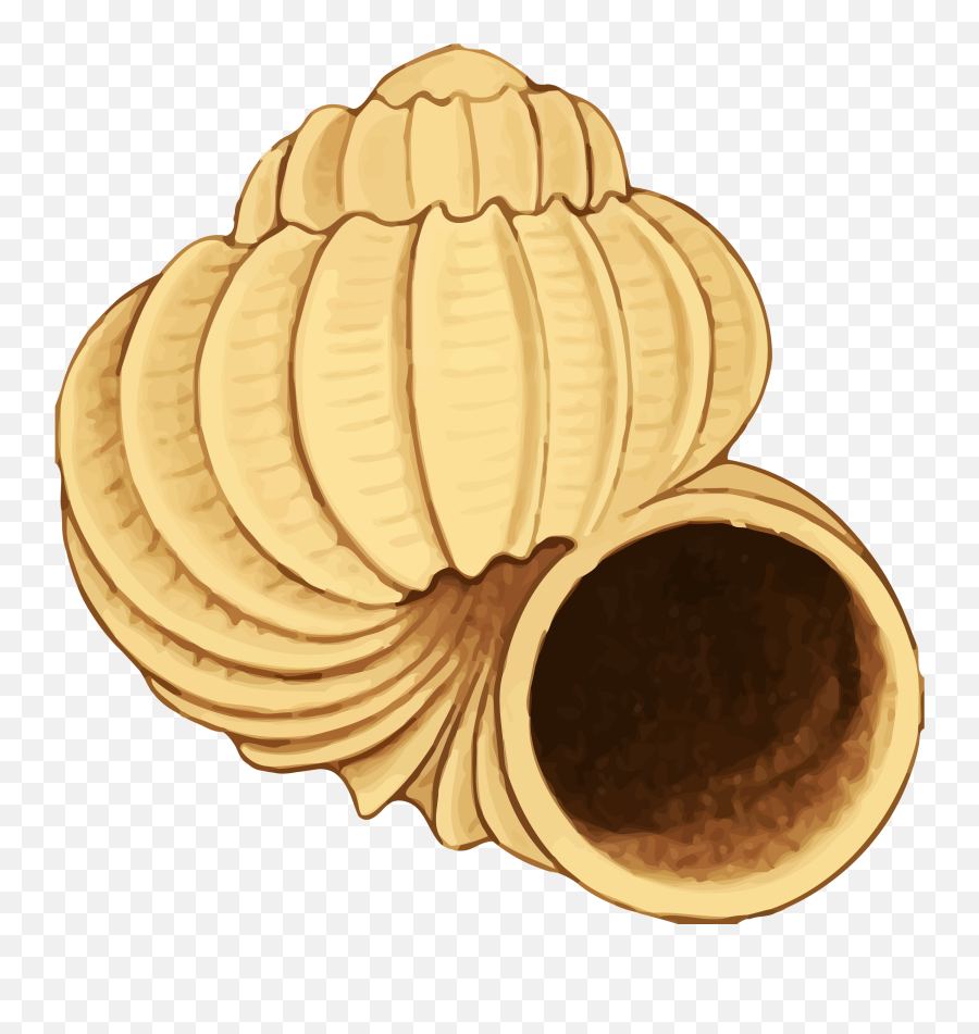 Big Image - Sea Shell 38 Clipart Full Size Clipart Clip Art Emoji,Shell Clipart