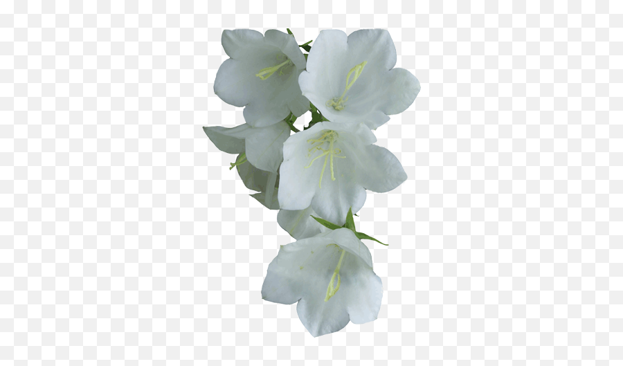 White Flower Png White Flowers - Bellflowers Emoji,White Flower Png