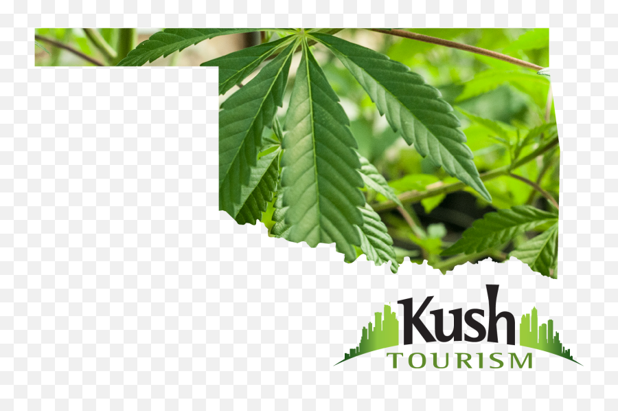 Oklahoma Marijuana Leaf Png Image With - Medical Cannabis Emoji,Marijuana Leaf Png