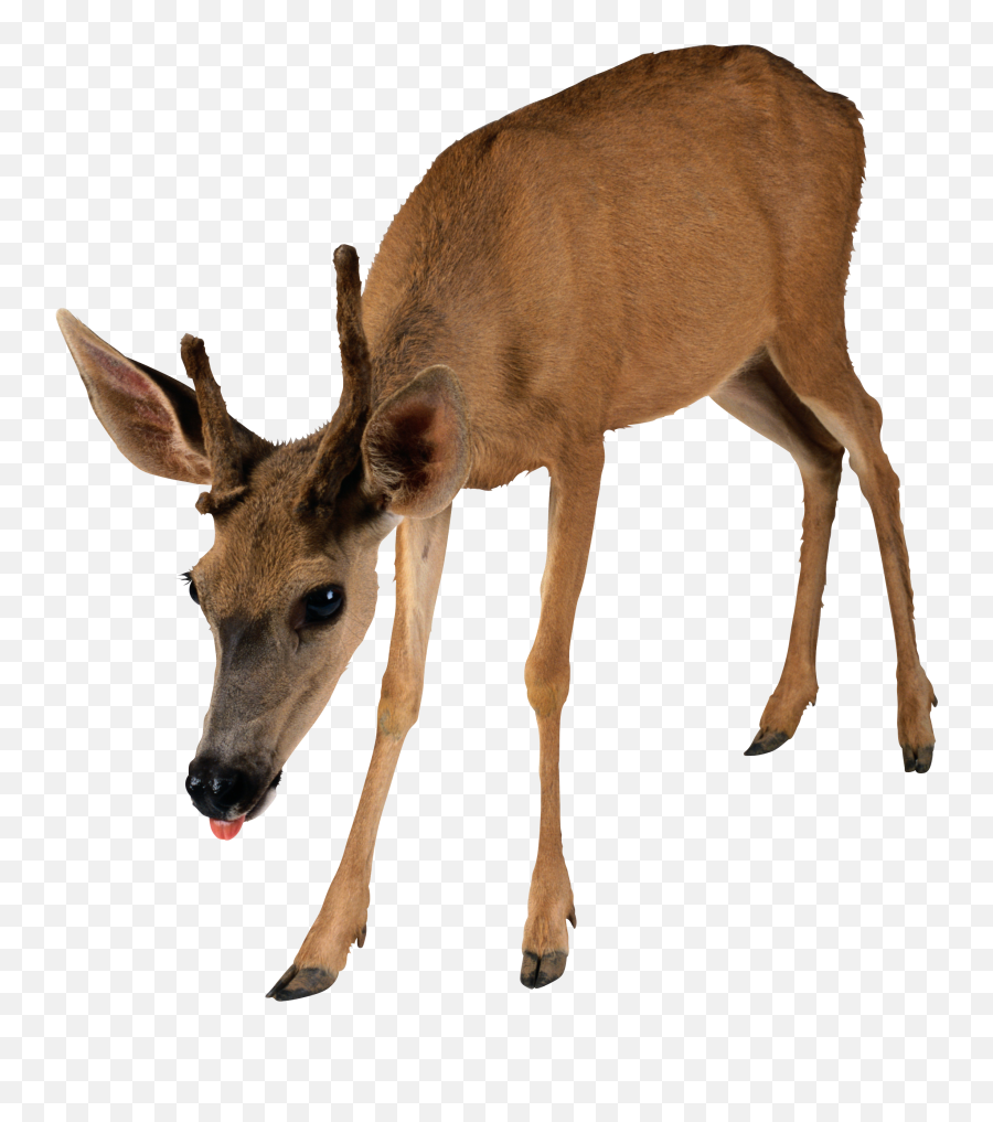 Deer Clipart Png - Deer Png Transparent Emoji,Deer Clipart