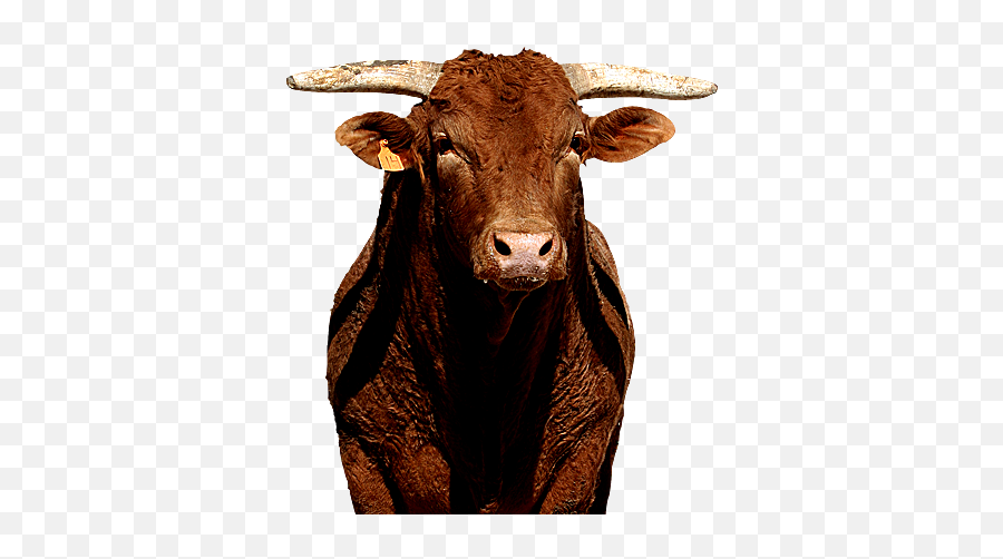 Bull Builder Feed Supplement For Bulls Forco - Little Yellow Jacket Jr Emoji,Bull Png