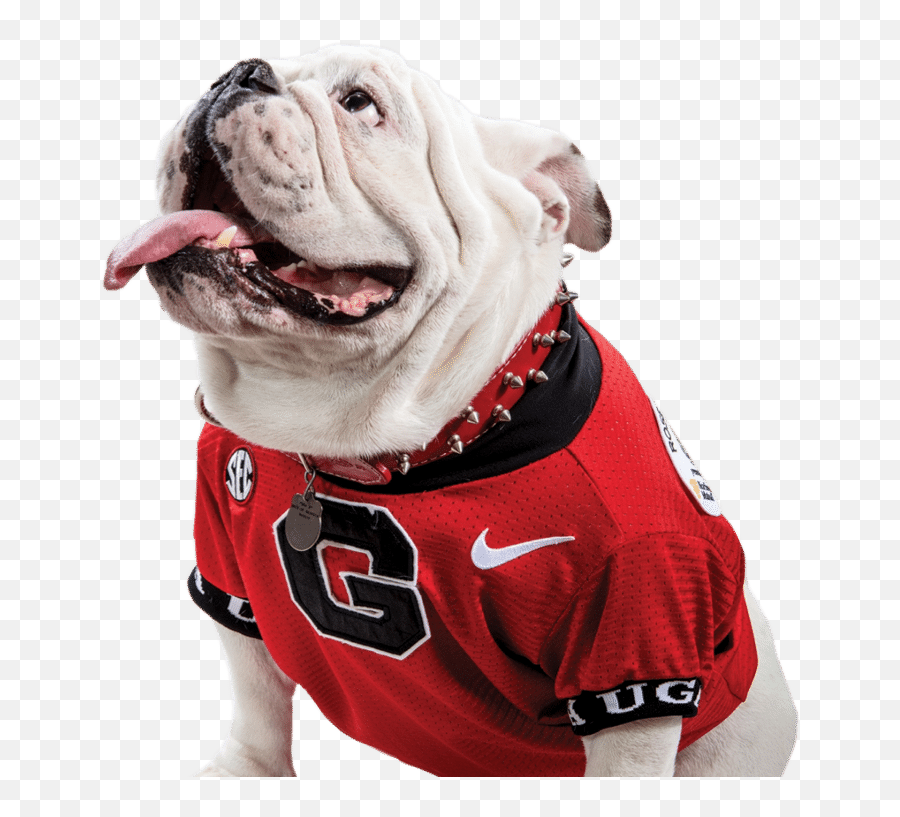 Home - University Of Georgia College Of Veterinary Medicine Vet Med Transparent Background Emoji,Georgia Bulldog Logo
