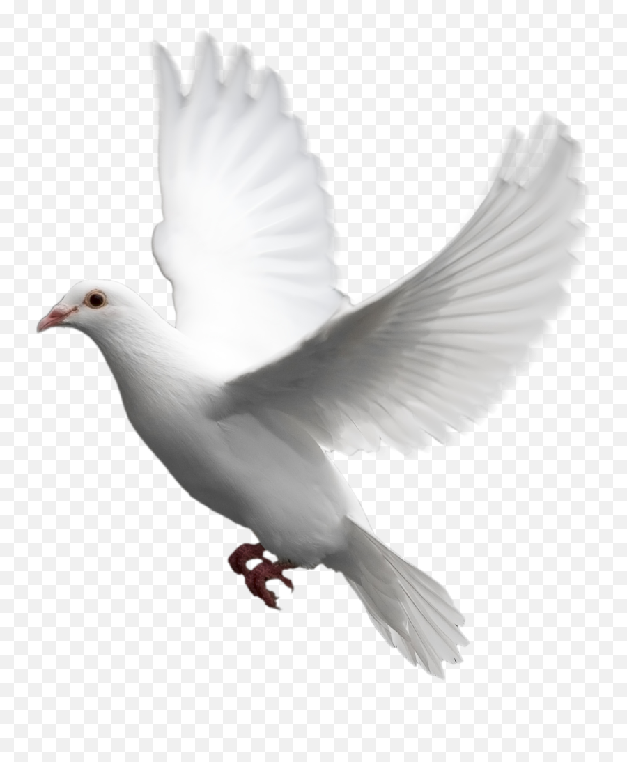 Pigeon Clipart Pegon - Transparent Background Dove Png Emoji,Pigeon Clipart