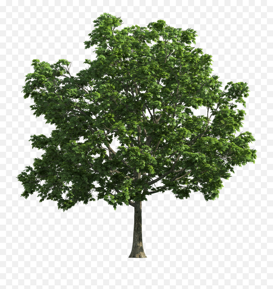 Tree Png - Tree Png Emoji,Tree Png