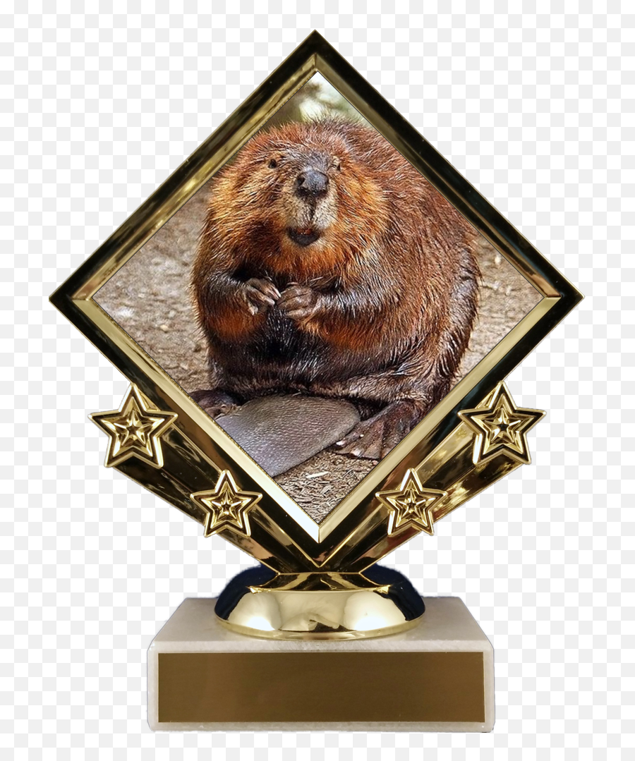 Beaver Logo Diamond Trophy - Beavers Devon Emoji,Beaver Logo