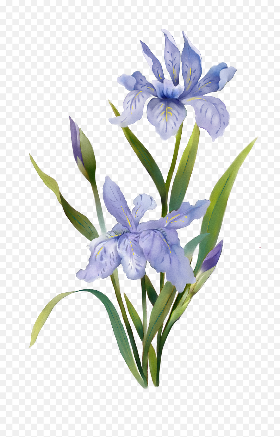 Watercolor Plants Watercolor Flowers Emoji,Iris Flower Png