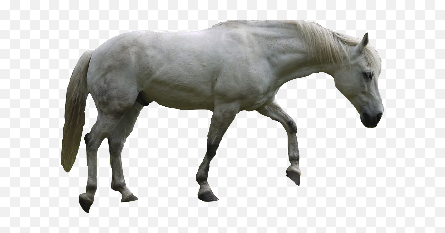 Mustang Horse Png Emoji,Mustang Horse Png