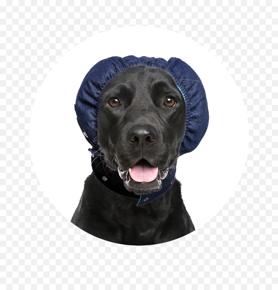 Mps - Head Cover Dog Medical Pet Shirts Emoji,Doge Head Png