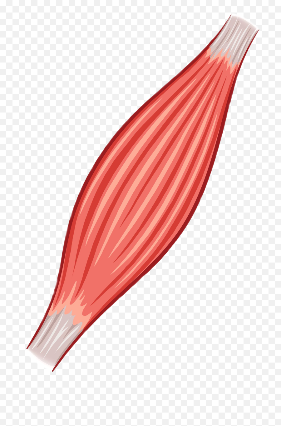 Muscle Clipart - Sketch Emoji,Muscle Clipart