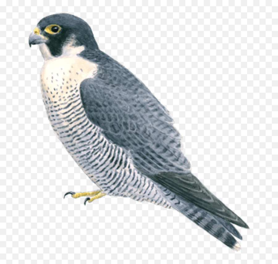 Download Full Size Of Falcon Png Clipart Background Png Play - Falcon Emoji,Falcon Clipart