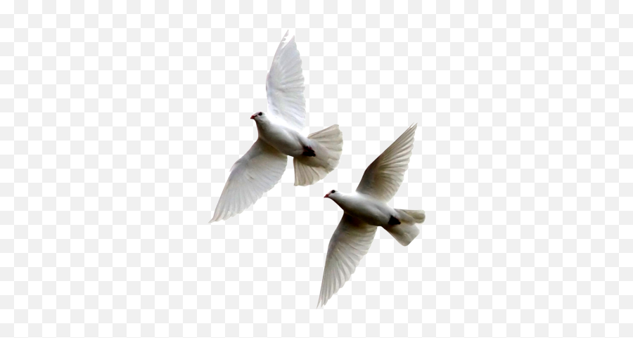 14 Psd White Dove Images - White Dove Flying Together Emoji,Doves Png