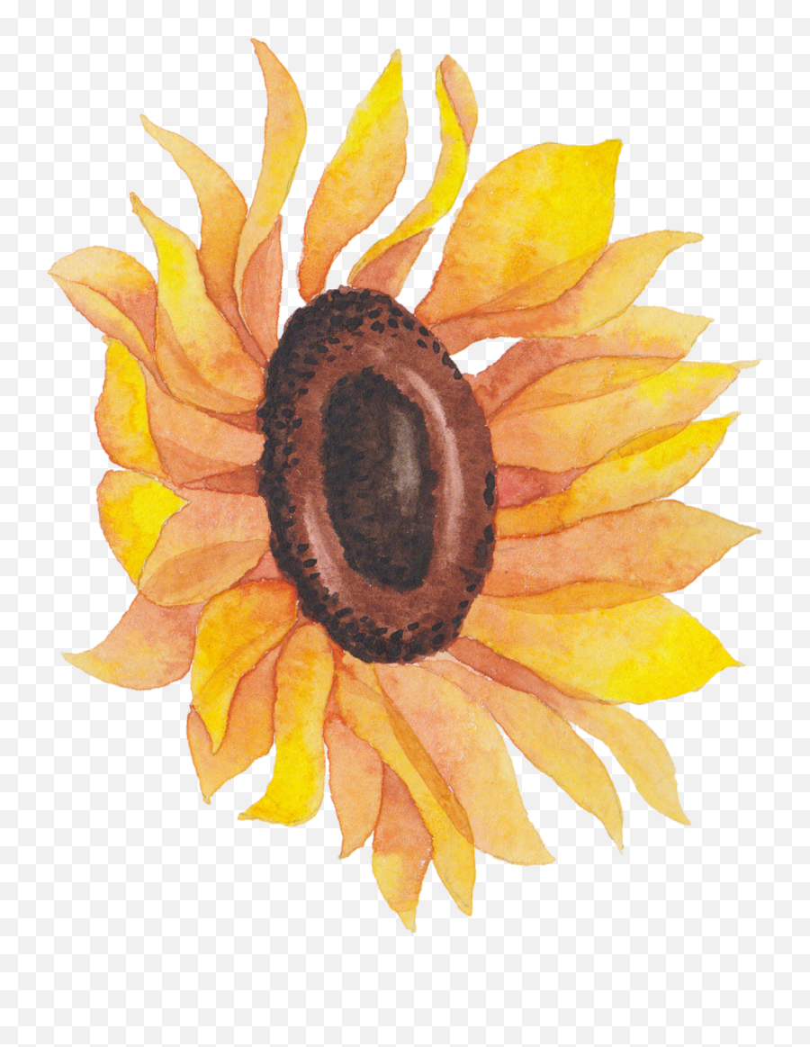 Download Sunflowers Png Watercolor - Transparent Watercolor Flowers Sunflower Watercolor Png Emoji,Transparent Sunflowers