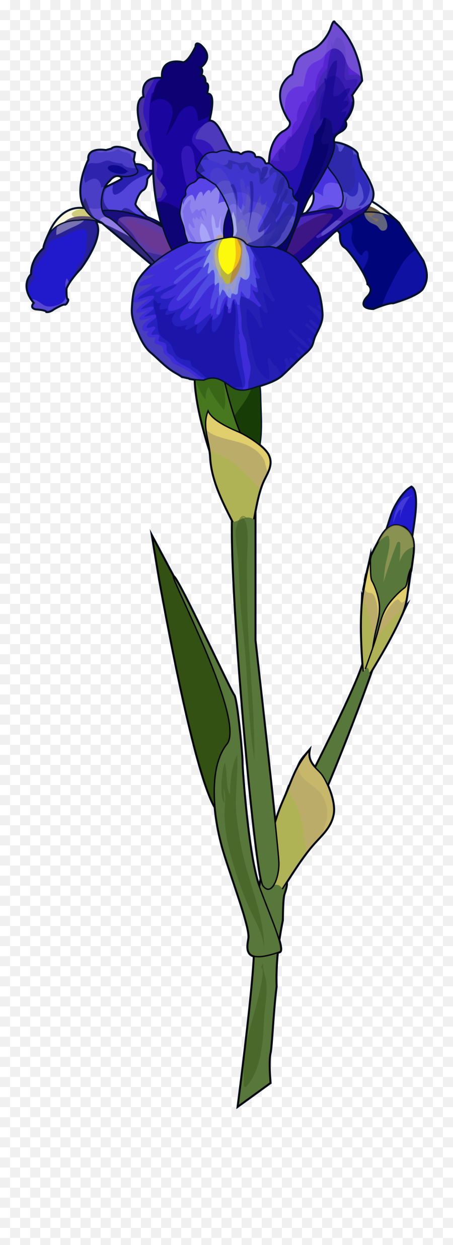 Blue Iris Flower Transparent Png Image Emoji,Iris Flower Png