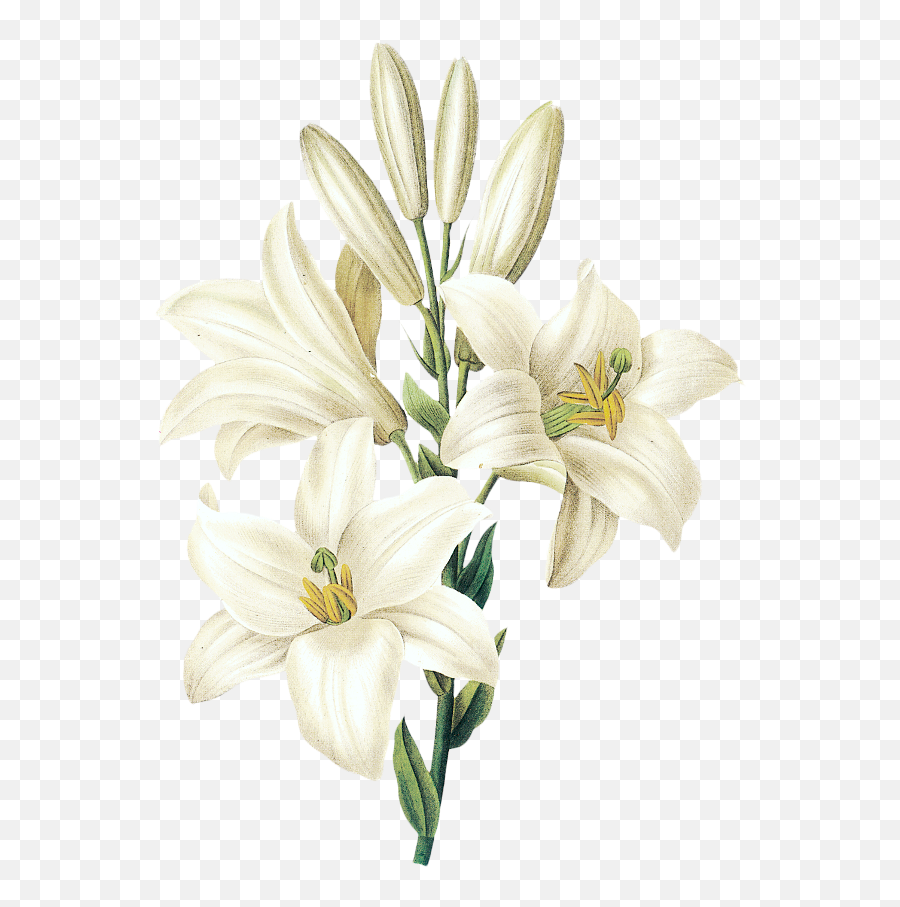 Download Hd Easter Lily - Lily Flower Images Hd Png Emoji,Easter Lily Clipart