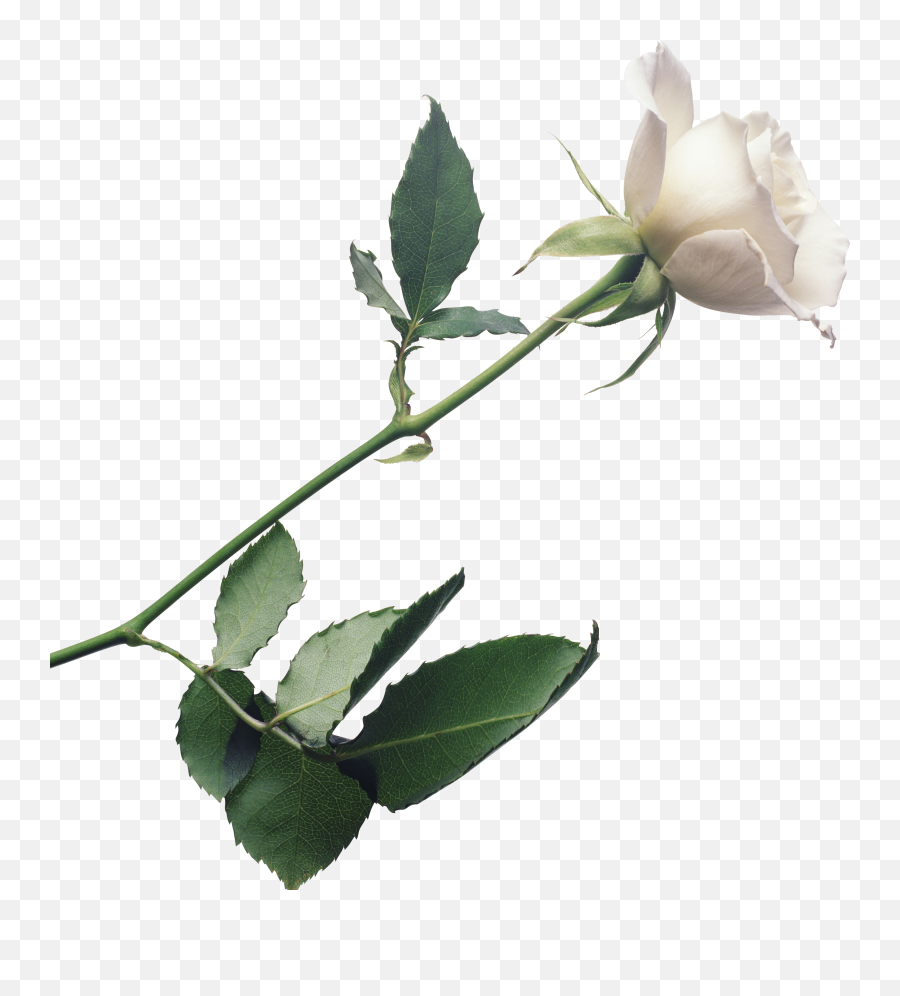 White Roses Png Image - Single White Rose Emoji,White Flower Png