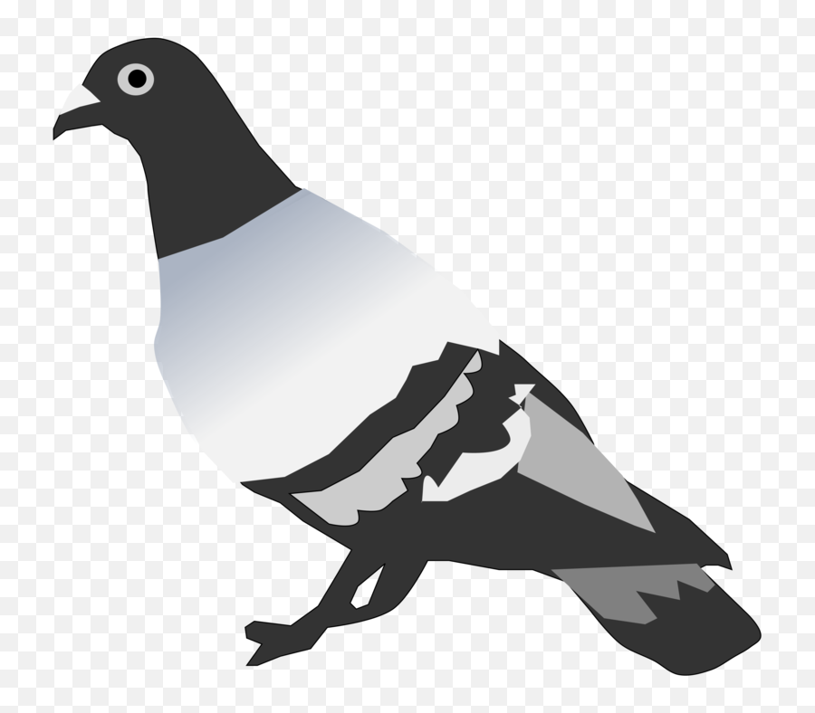 Pigeons And Doves Rock Dove Bird Png - Pigeon Png Emoji,Pigeon Clipart