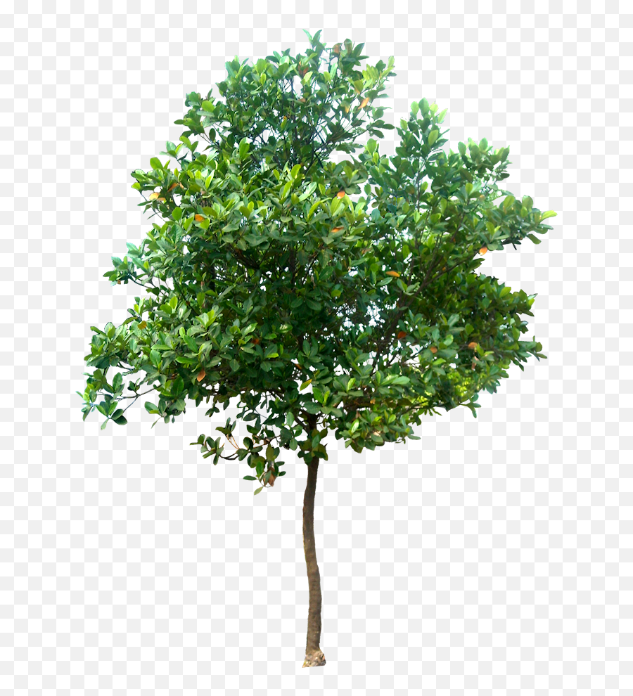 20 Tree Png Images For Architecture - Tree With Opacity Map Emoji,Tree Png