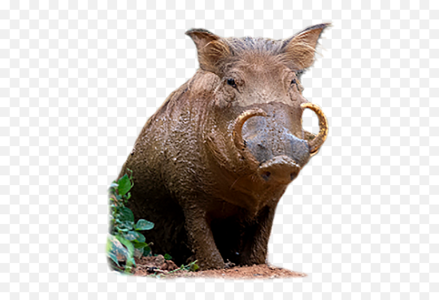 Sitting Boar Png Transparent Images Free Download Emoji,Wild Boar Clipart