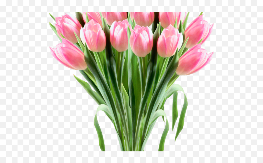 Download Tulip Clipart Flower Bokeh - 8 Png Lady Tulip Emoji,Tulip Clipart