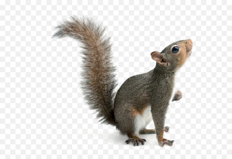 Squirrel Png Download Image - Transparent Background Squirrels Png Emoji,Squirrel Png