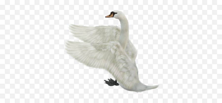 Swan Free Png Transparent Image And Clipart - Flying Transparent Transparent Background Swan Emoji,Swan Clipart