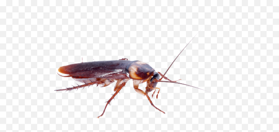 Roach Png Free Download 27 - Cockroach Emoji,Cockroach Png