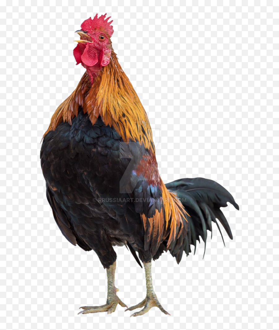 Chicken Transparent Png Image - Rooster Transparent Emoji,Chicken Transparent