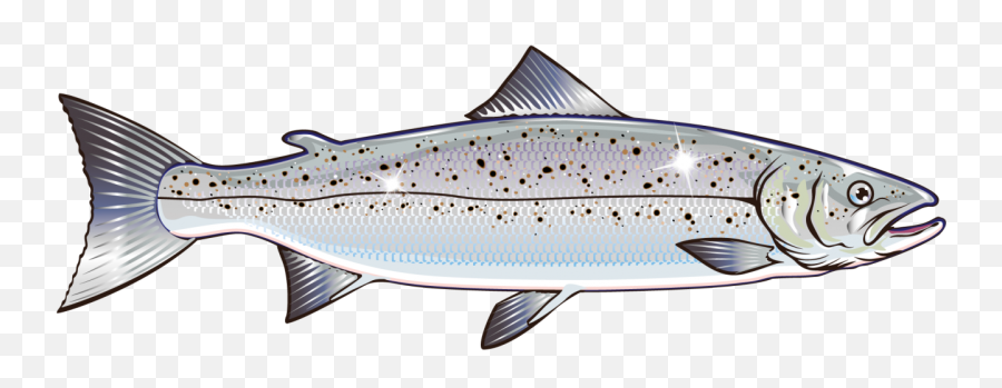 Salmon Vector Graphics Clip Art Stock Illustration Royalty - Atlantic Salmon Illustration Emoji,Salmon Clipart