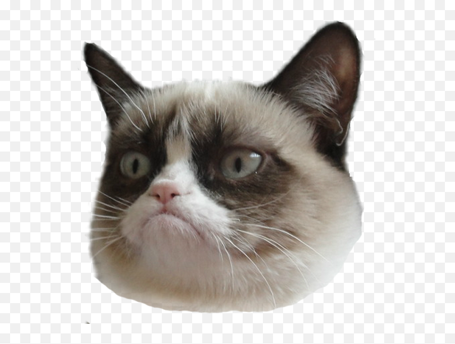 Funny Cat Face Png - Cat Funny Face Png Emoji,Cat Face Png