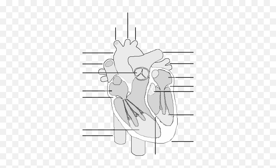 The Human Heart - Labeled Human Heart Black And White Emoji,Human Heart Png