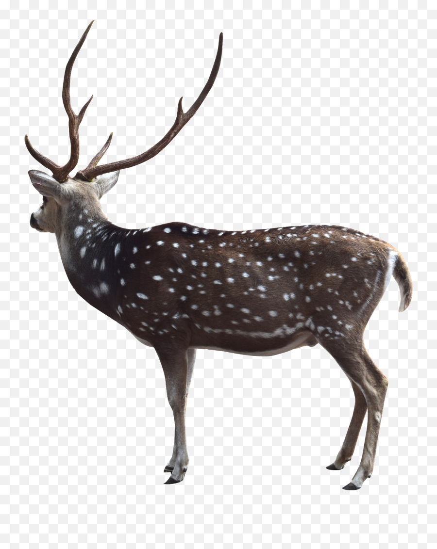 Png Image Of Deer Emoji,Png Guru