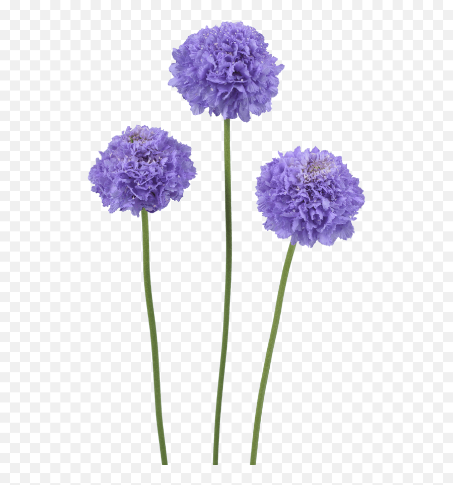 Scabiosa Scoop Series Pincushion Flower - Cut Flowers Emoji,Purple Flower Transparent Background