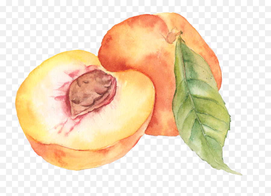 Peach Art Fruit Painting Watercolor Fruit - Peach Fruit Watercolor Png Emoji,Peach Png