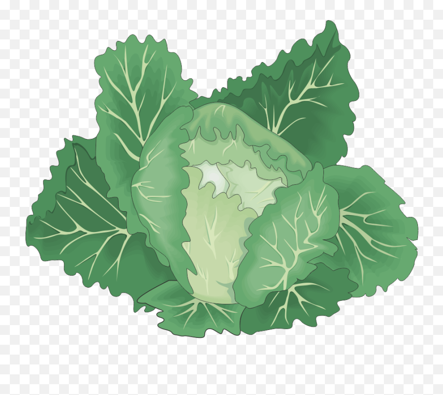 Vegetable Vocabulary Flashcards Emoji,Lettuce Leaf Clipart