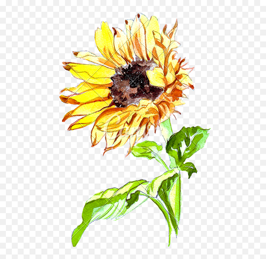 Drawing Sunflowers Bouquet - Sunflower Watercolor Bouquet Cartoon Sunflower Emoji,Sunflower Transparent