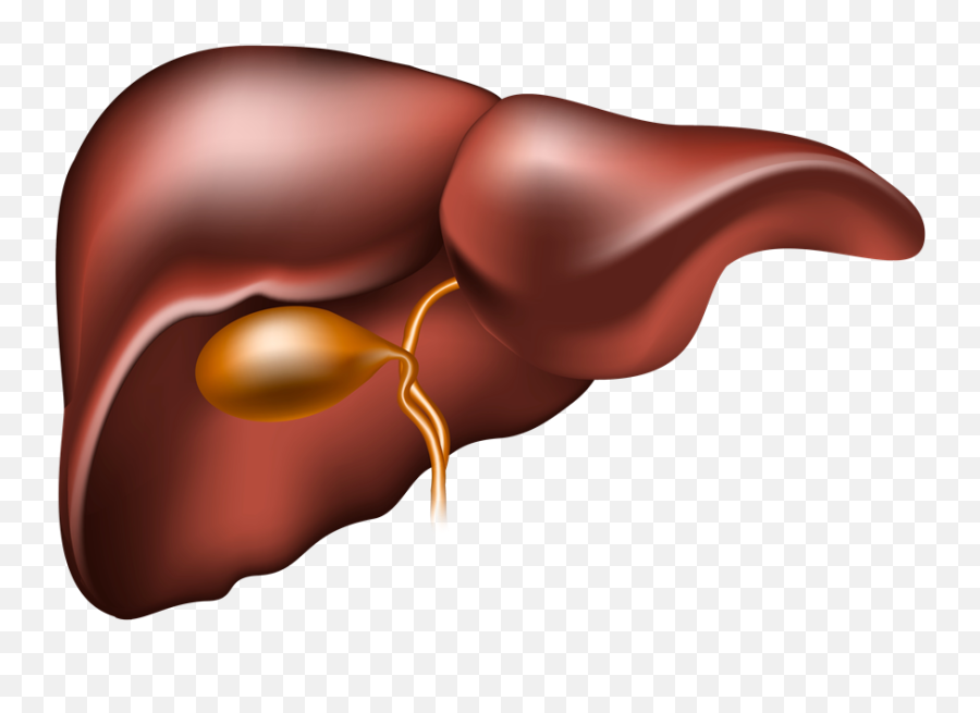 Liver Clipart Liver Disease - Nutrilite Milk Thistle Benefits Emoji,Liver Png