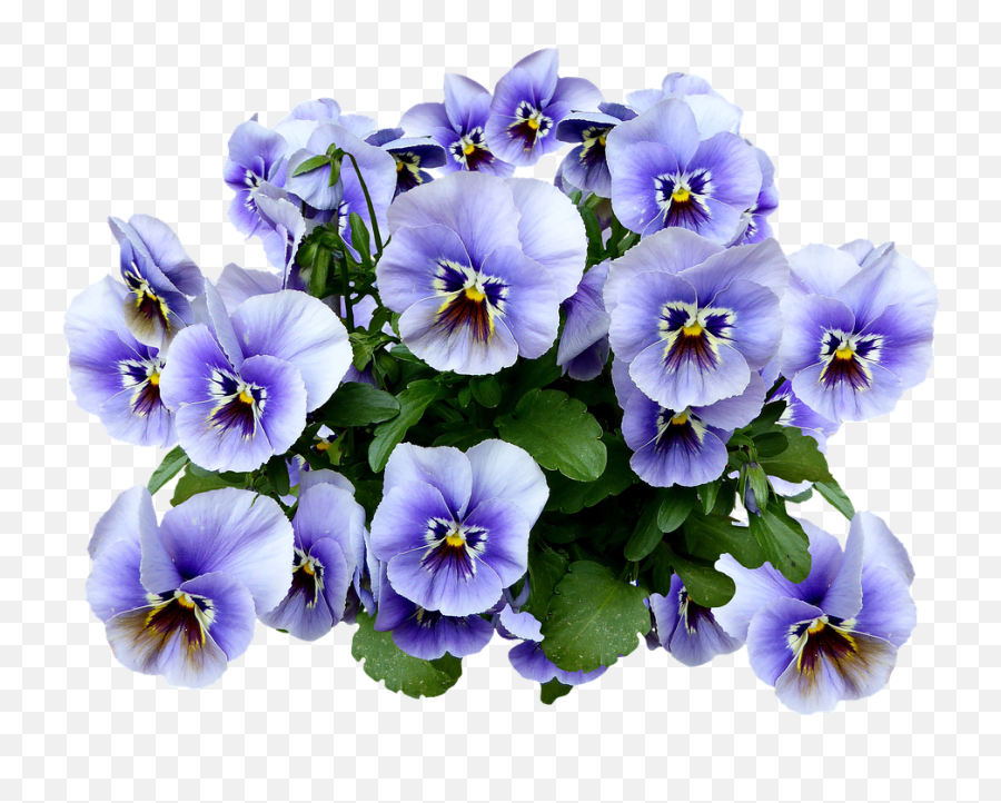 Canvas Print Spring Png Blossom Blue Pansy Flower Bloom Emoji,Canvas Png