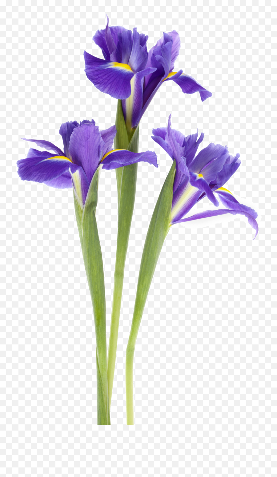 Iris Flower Png Emoji,Iris Flower Png