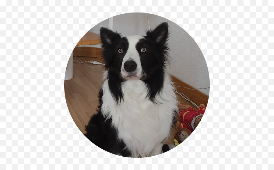 Rico - Genius Dog Challenge Emoji,Border Collie Png