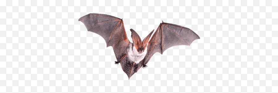 Group Of Bats Clipart Transparent Png - Stickpng Bat Transparent Emoji,Bat Clipart