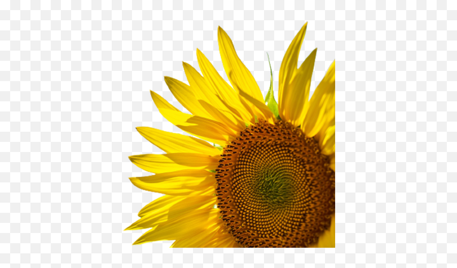 Half Sunflower Transparent Png - Oyepngcom Emoji,Sunflower Transparent