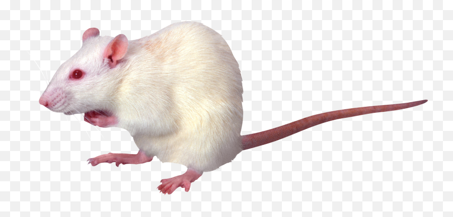 Mouse Rat Png Image - White Rat Png Emoji,Rat Transparent Background