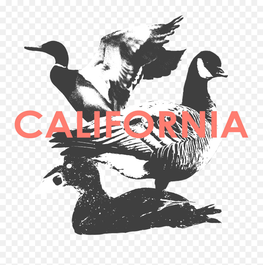 California Hunt 41 - Duck Emoji,California Png