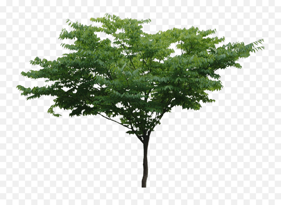Plan Trees Png Download Free Clip Art - Png File Tree Png Emoji,Tree Png