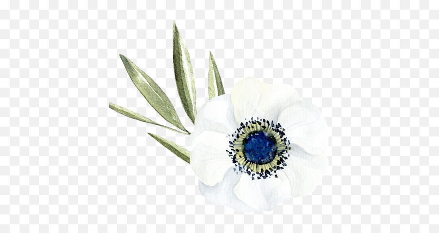 Robert Josephu0027s Florist - Poppy Anemone Emoji,Florist Logo