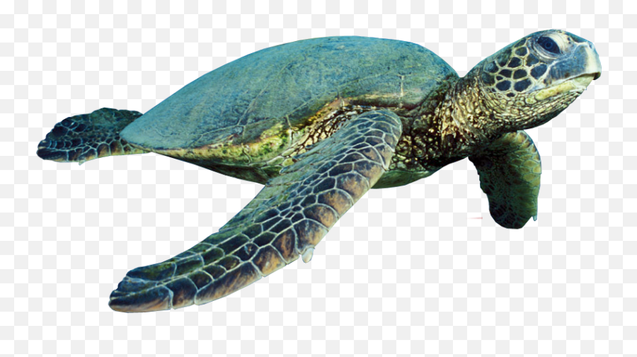 Sea Turtle Png Transparent Images U2013 Free Png Images Vector - Sea Turtle Png Hd Emoji,Sea Turtle Clipart