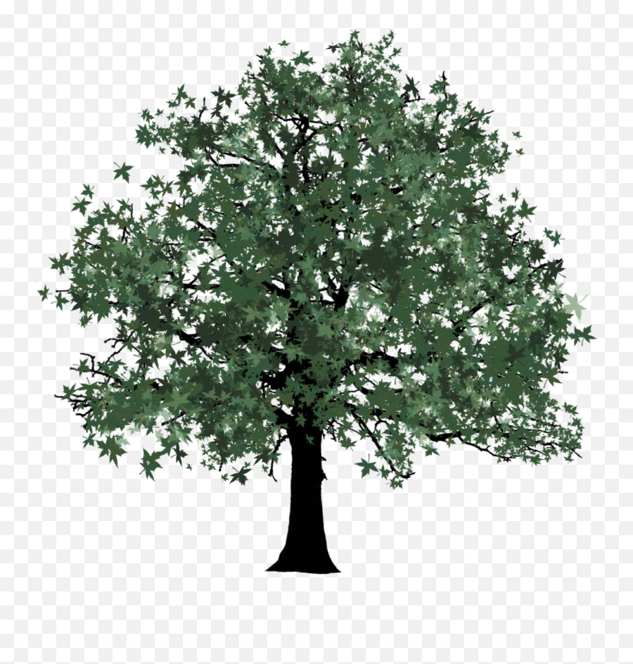 Fastest Tree Clipart Png Emoji,Family Tree Clipart Free