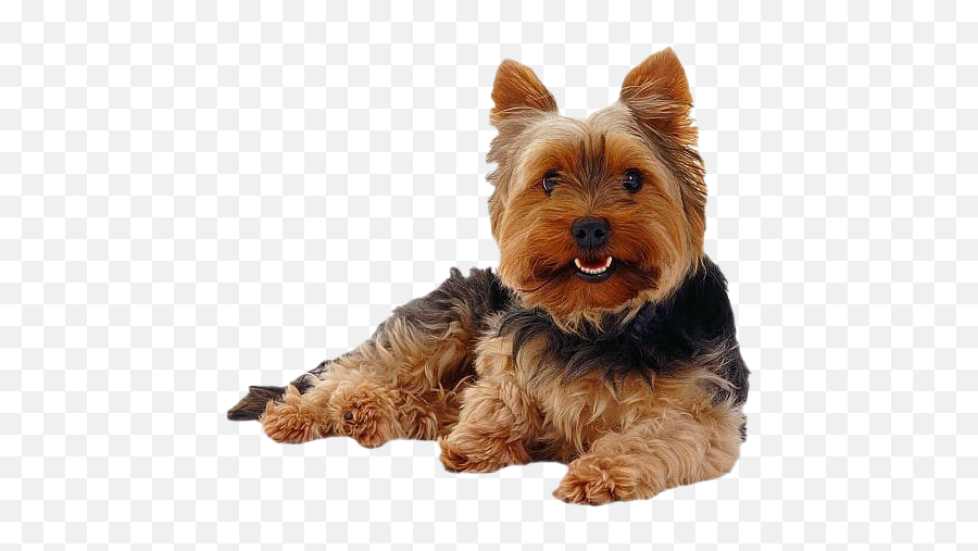 Yorkshire Terrier Png Transparent Images Png All Emoji,Terrier Clipart
