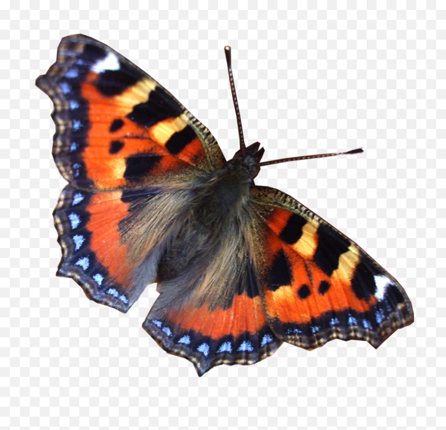 Real Flying Butterfly Png Images Download - 2021 Full Hd Emoji,Butterfly Flying Png